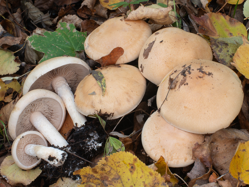 Hebeloma sinapizans (Slzivka ředkvičková)